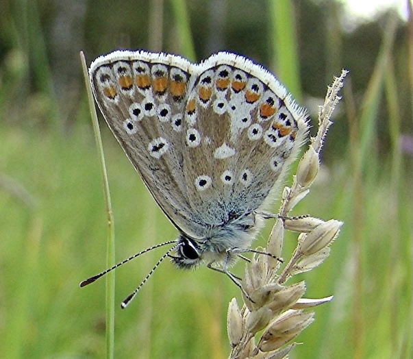 brown argus